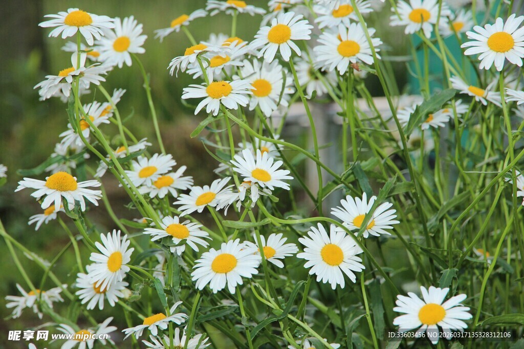 烂漫雏菊绽放于绿草间