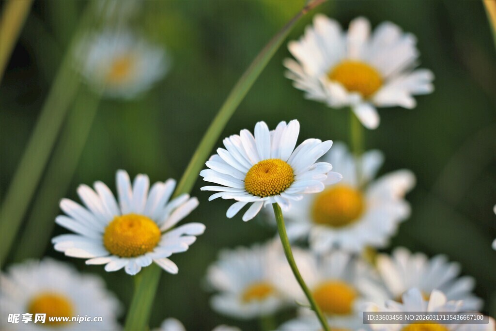 清新雏菊绽放于绿意间
