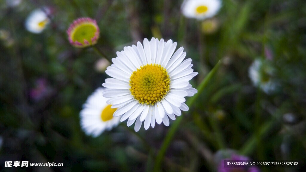 白色雏菊绽放于花丛中