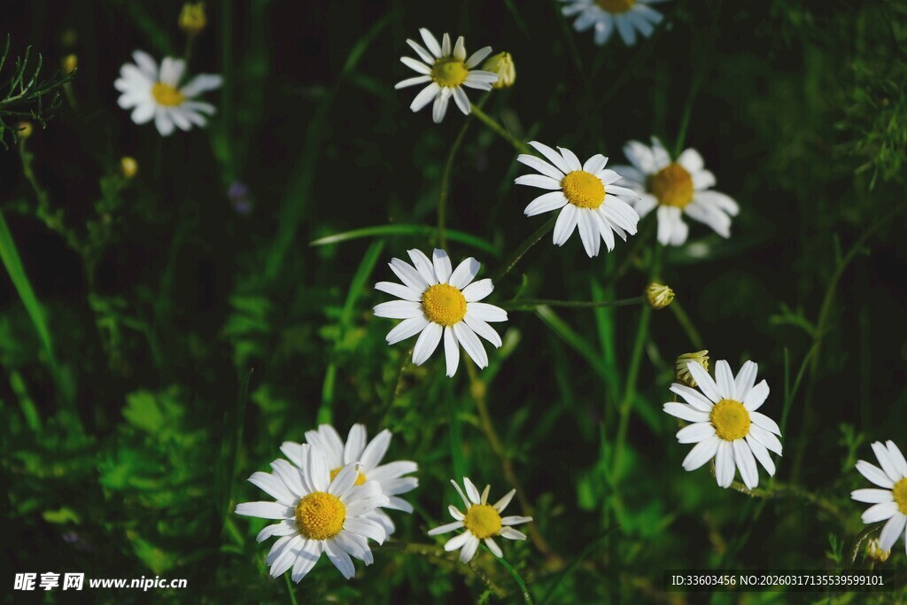 清新雏菊绽放于绿野间