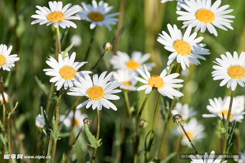 清新雏菊绽放于绿野