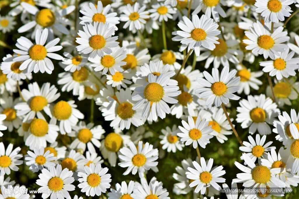 白色雏菊绽放的美丽画面