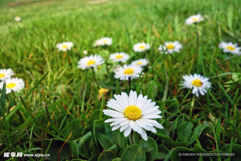 草地上的清新小白菊