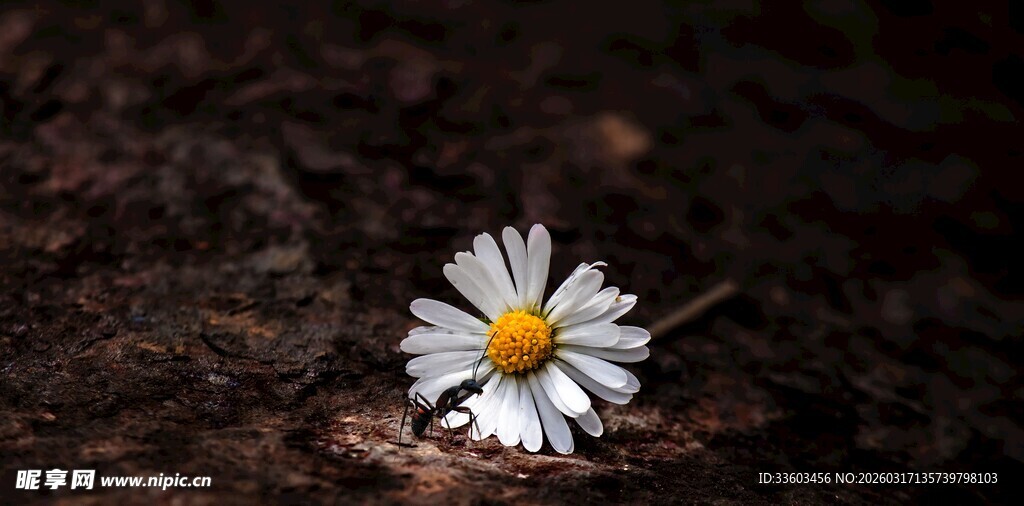 岩石上的小白雏菊