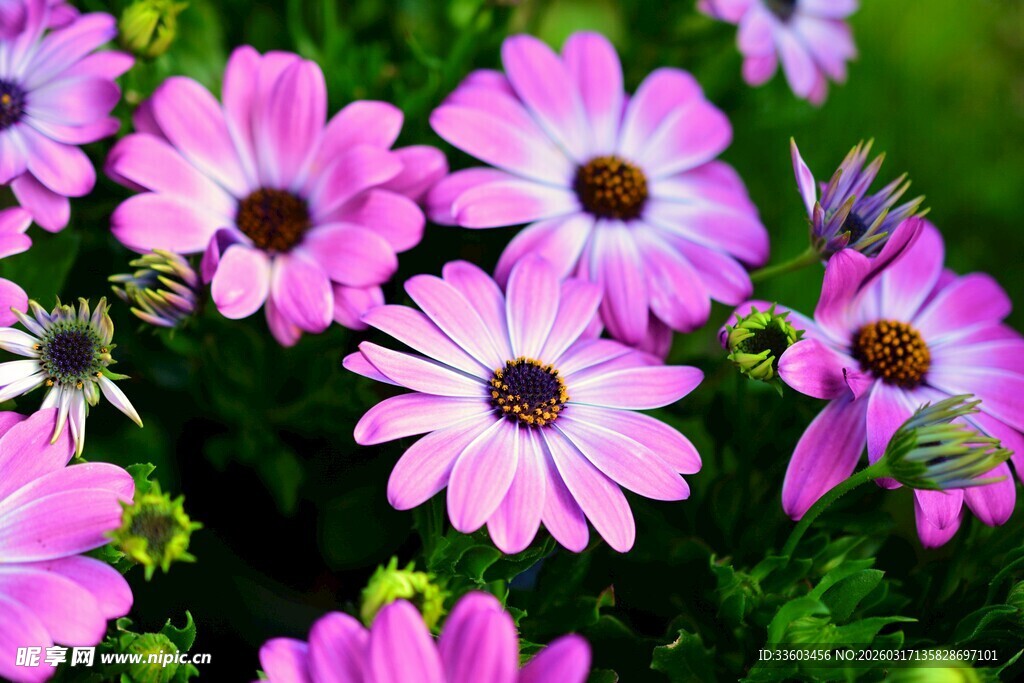 美丽紫雏菊绽放