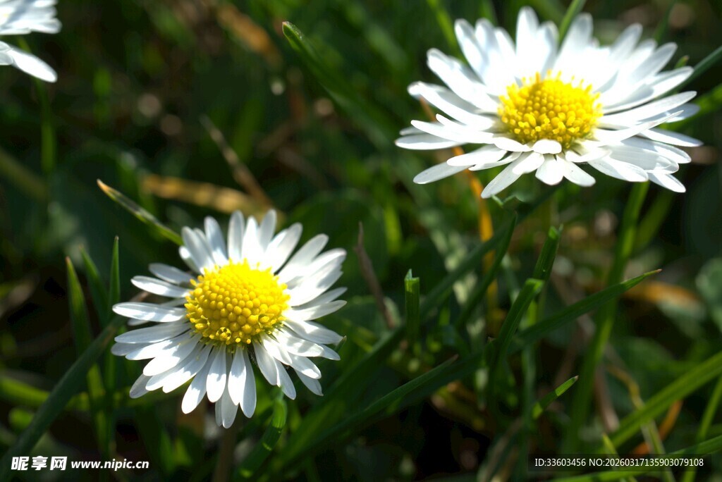 草地上的白色小雏菊