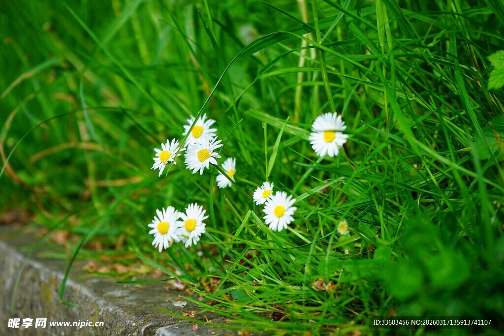 草丛中的小白花