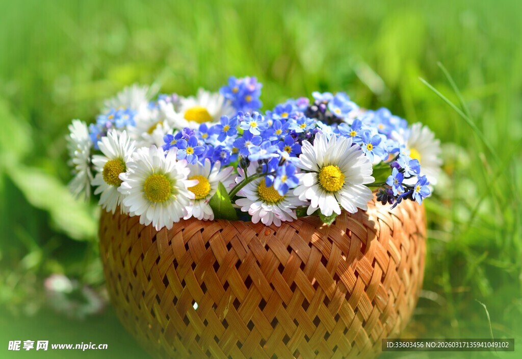 草篮中盛放的蓝白小雏菊