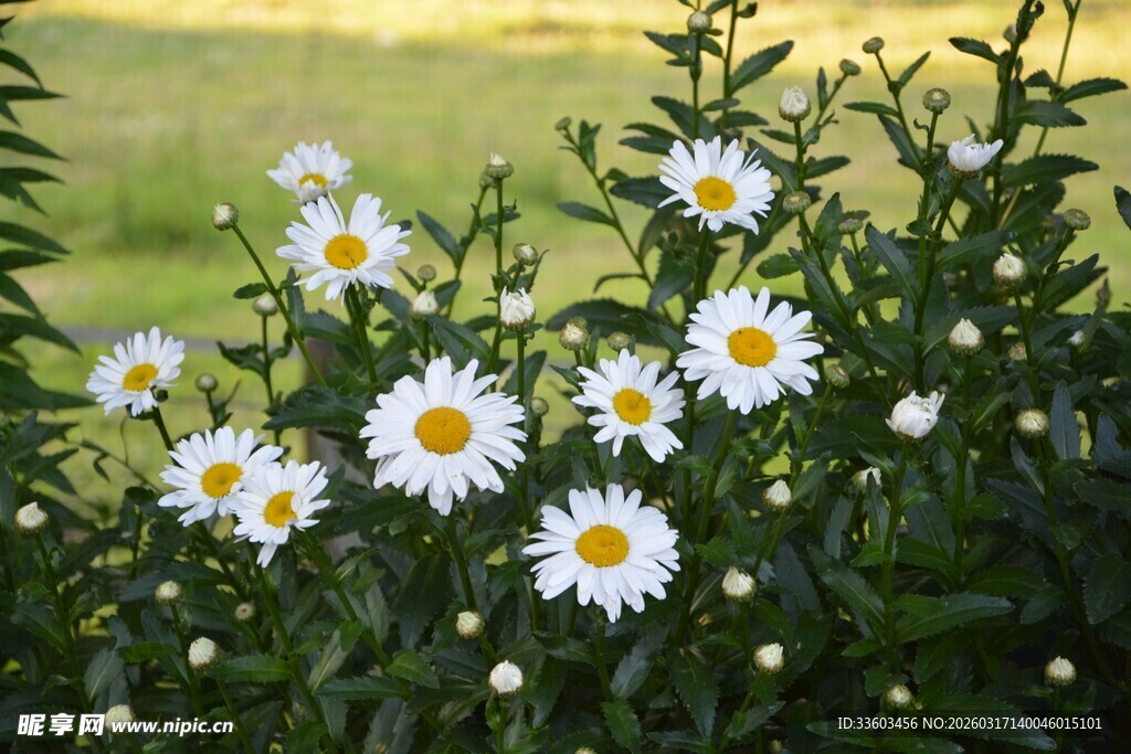 阳光下绽放的白色小雏菊