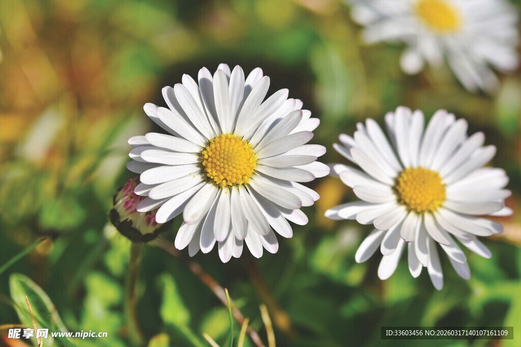 清新雏菊绽放于绿意间