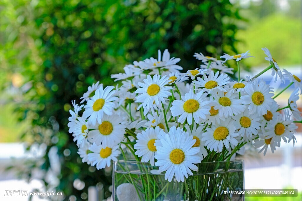 玻璃杯中盛放的清新雏菊