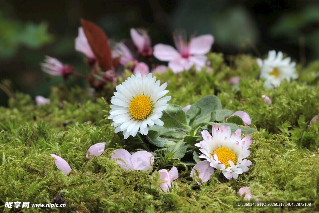 草地上的清新雏菊花朵