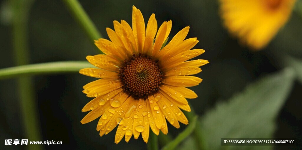 黄色向日葵特写