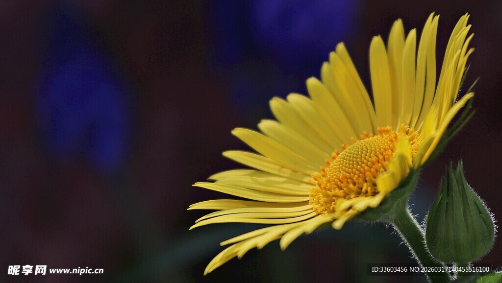 黄色雏菊特写