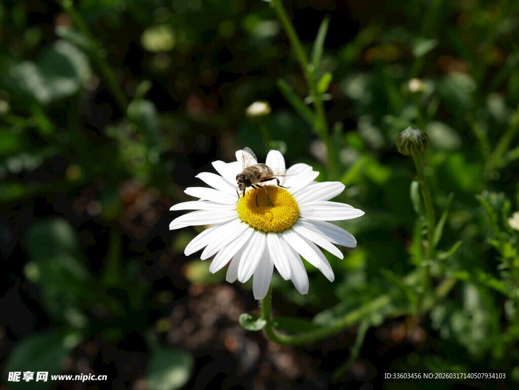 白色雏菊上的小昆虫