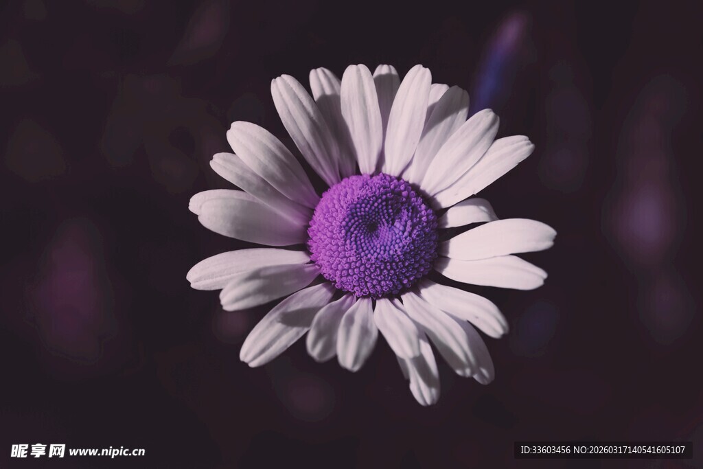 紫色花心白色雏菊特写