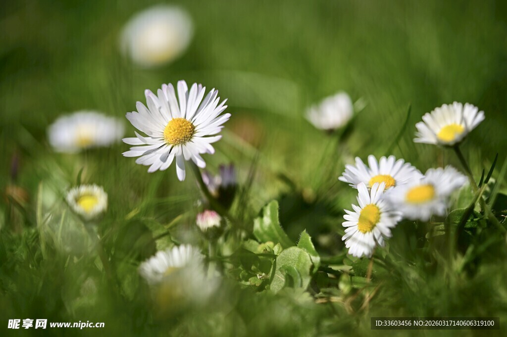 草地上的小白雏菊