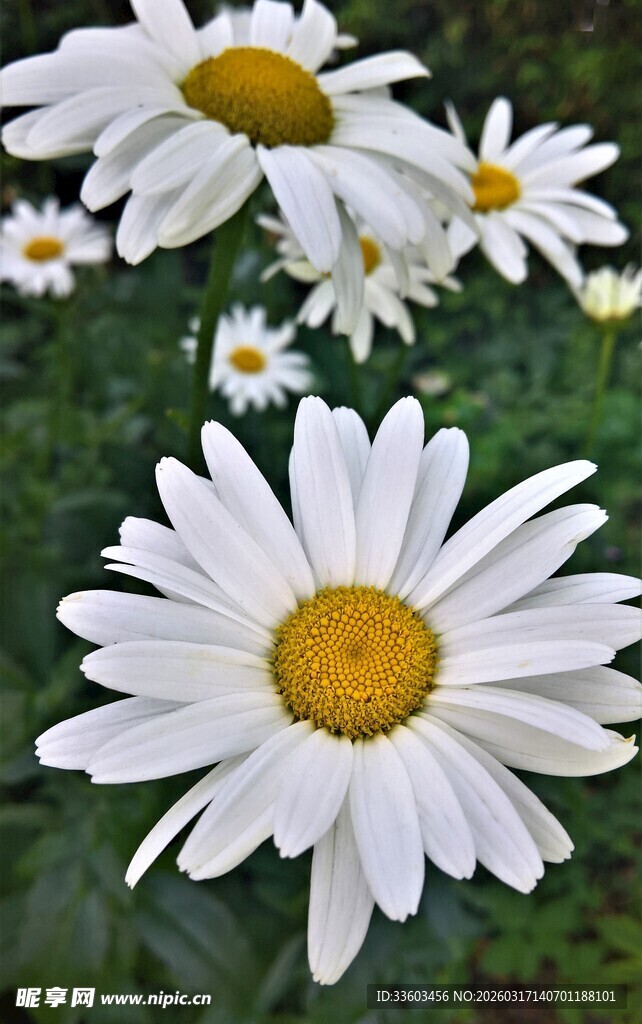 清新小白菊绽放于绿野