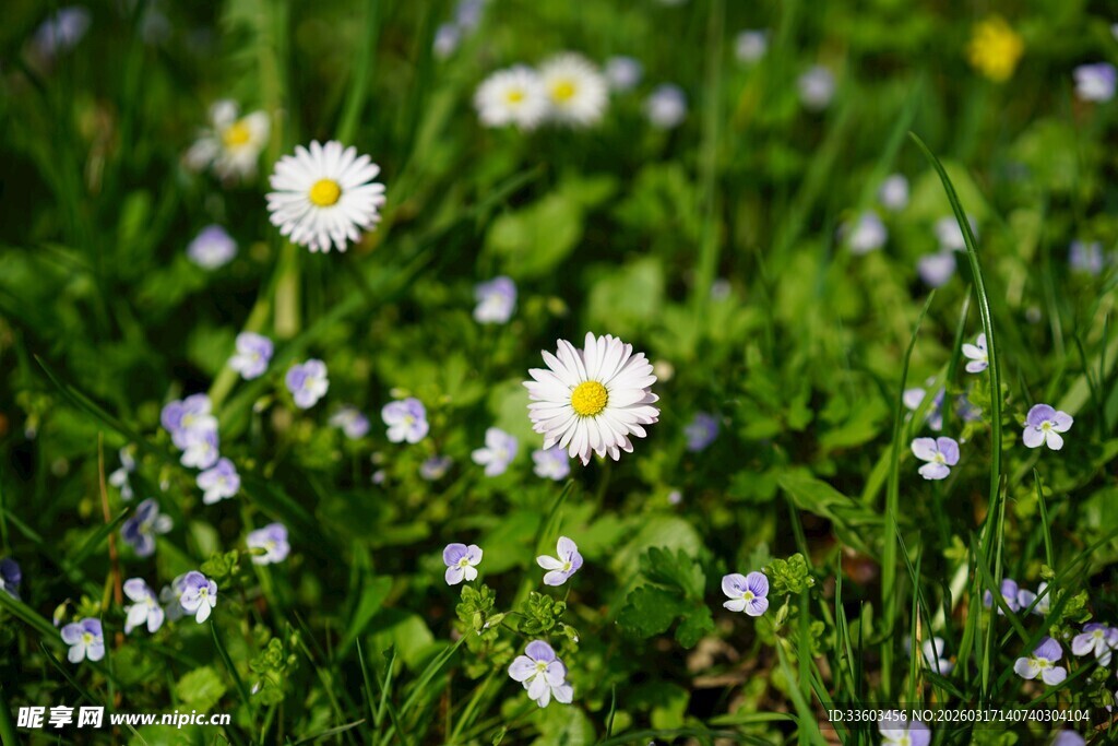 草地上的白色小雏菊