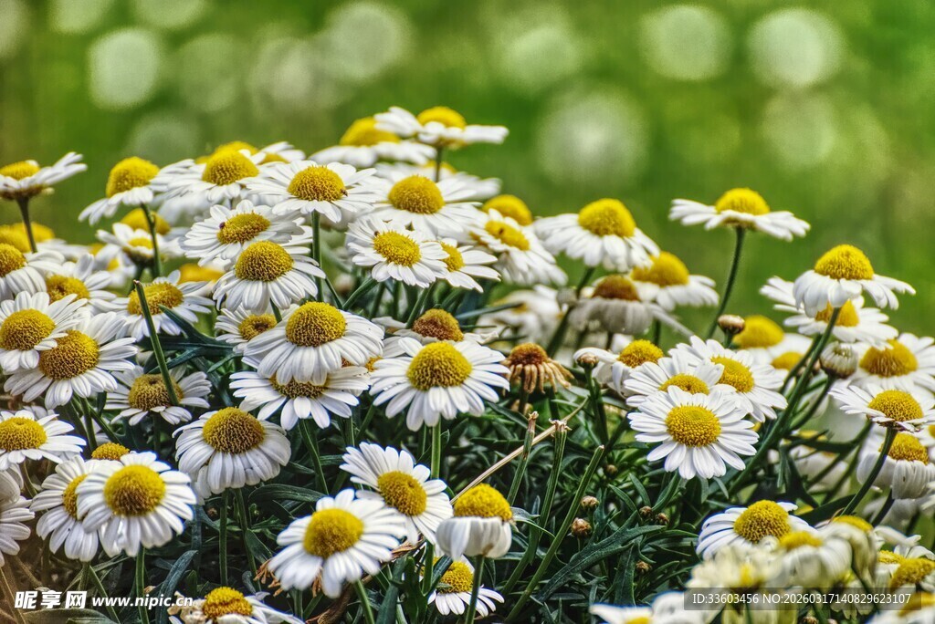 清新雏菊绽放