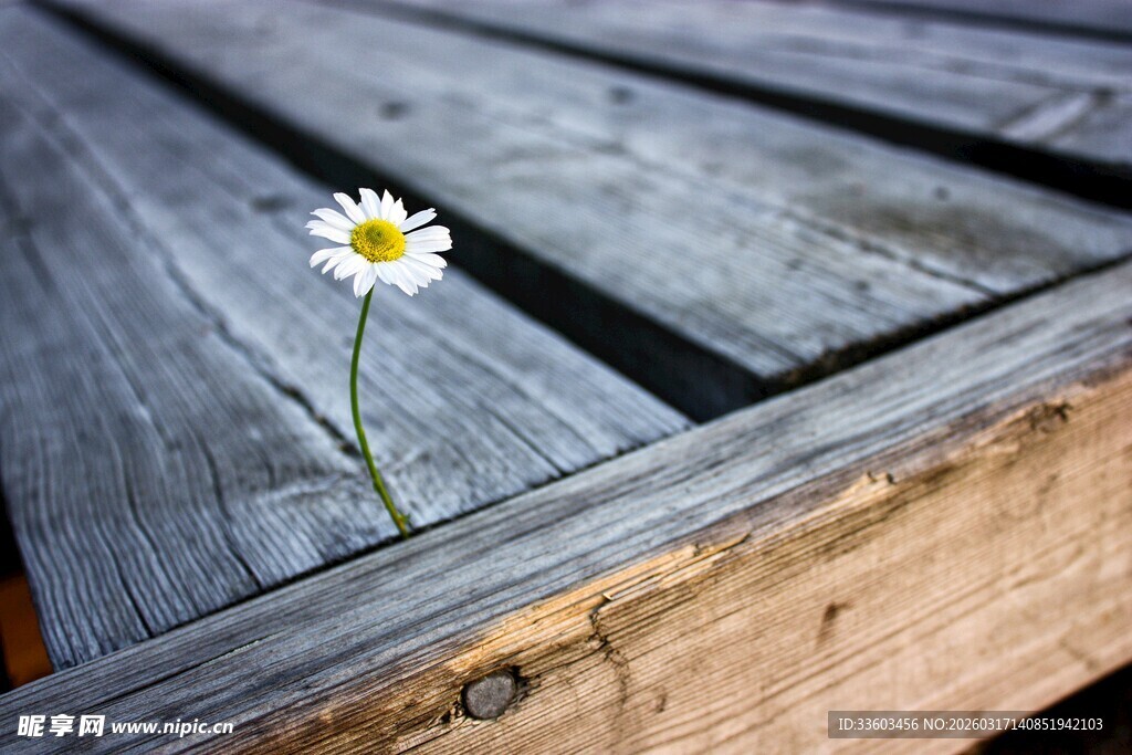木板缝中绽放的小雏菊
