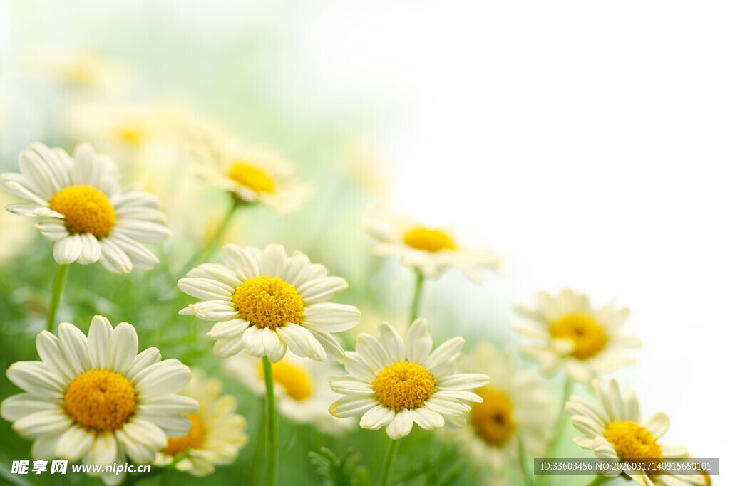 清新雏菊绽放于绿野