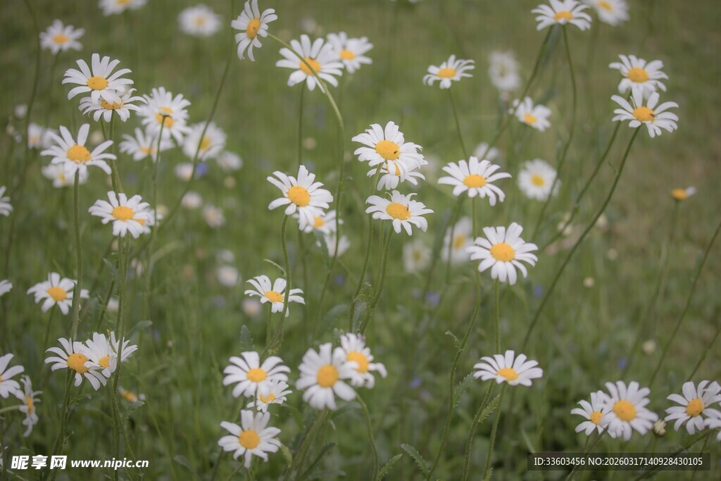 田野中的白色雏菊绽放
