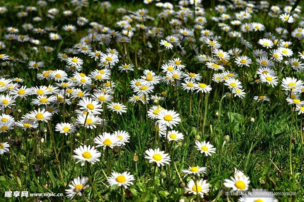 春日草地雏菊绽放