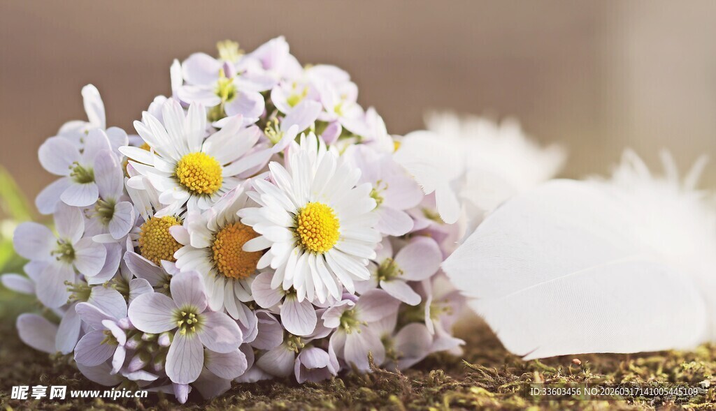 清新淡雅的雏菊花束