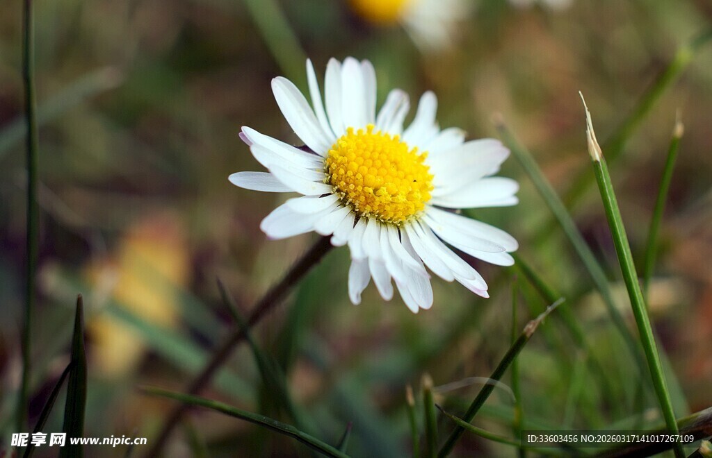 田野中的白色雏菊