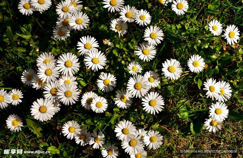 白色小雏菊绽放于草地