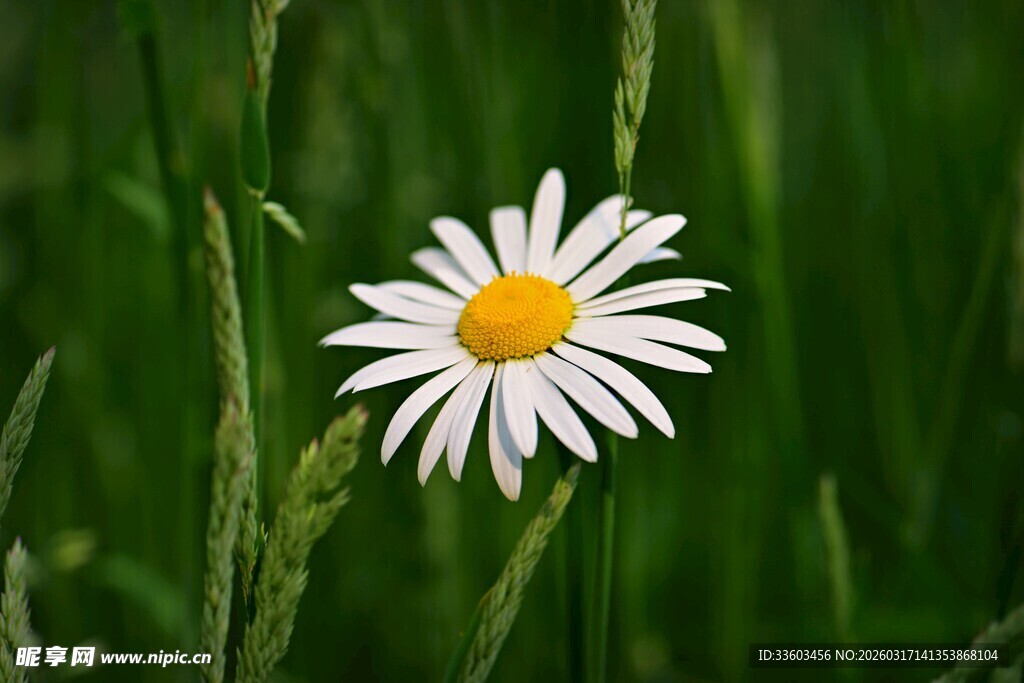 草丛中的白色雏菊