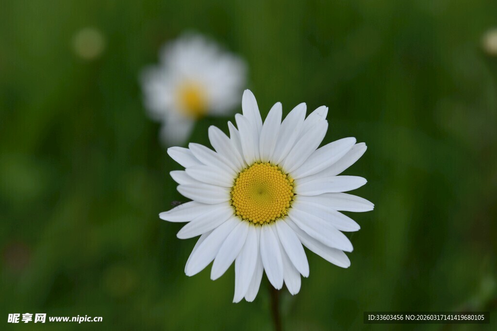 清新小白菊绽放于绿野