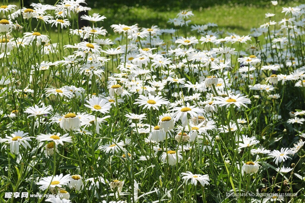 白色雏菊盛开的美丽草地