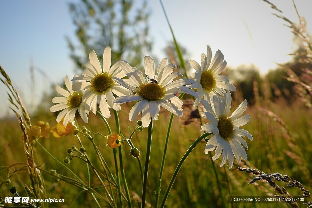 阳光下的雏菊绽放