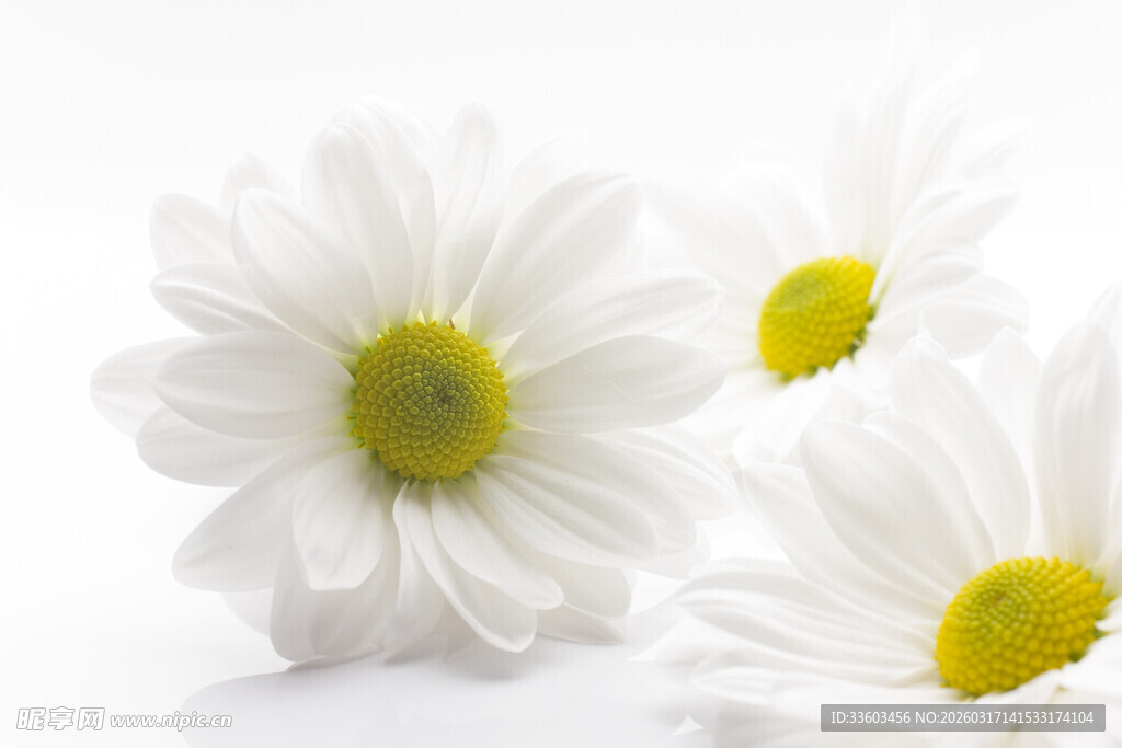 三朵清新小白菊绽放