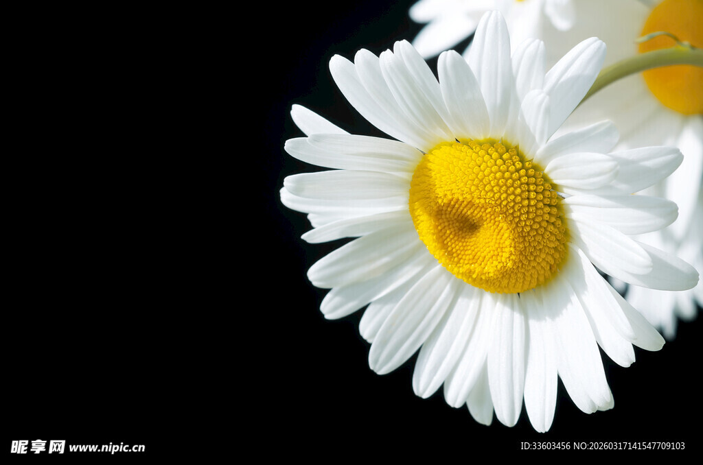 白色雏菊特写