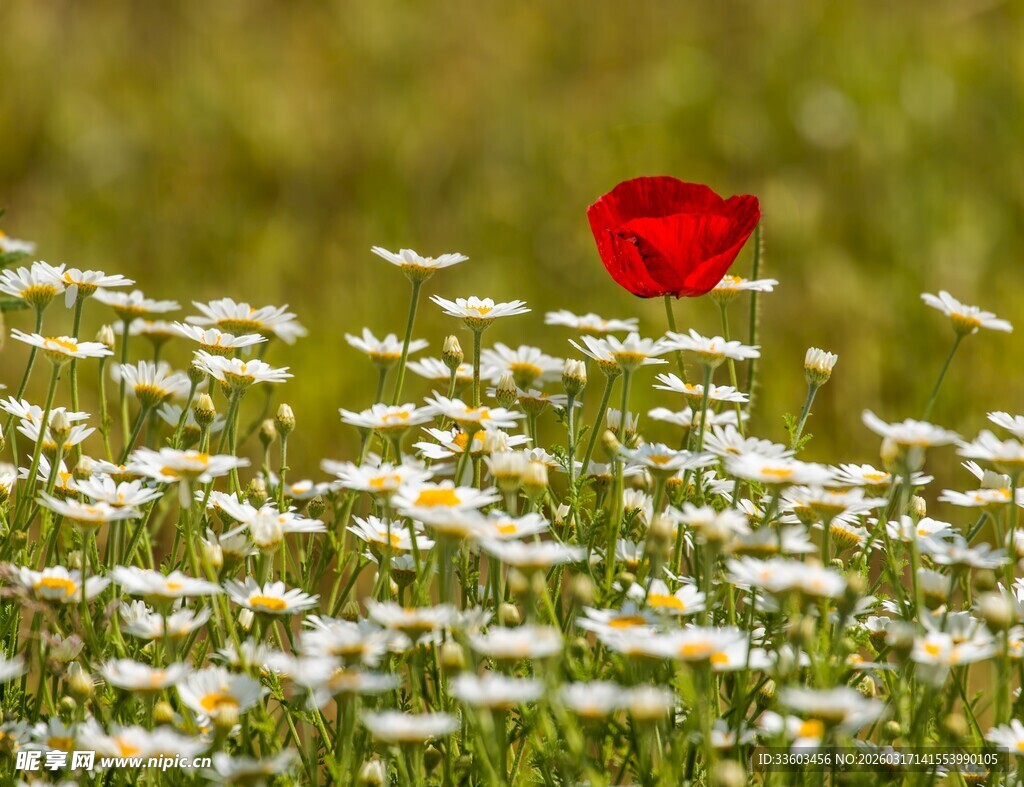 花丛中独绽的艳丽红花朵