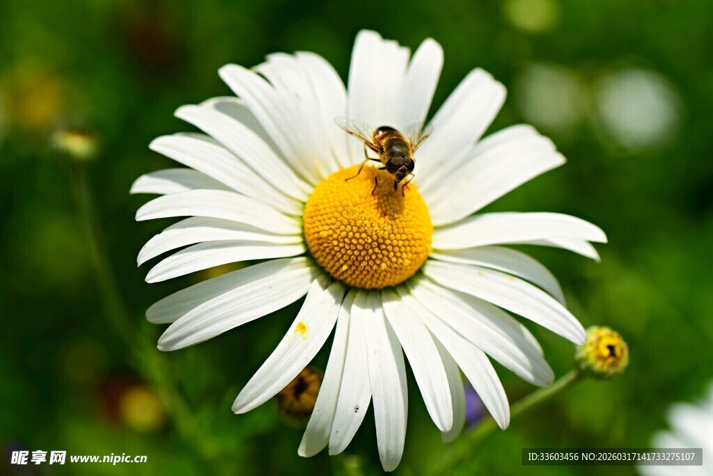 雏菊上的蜜蜂