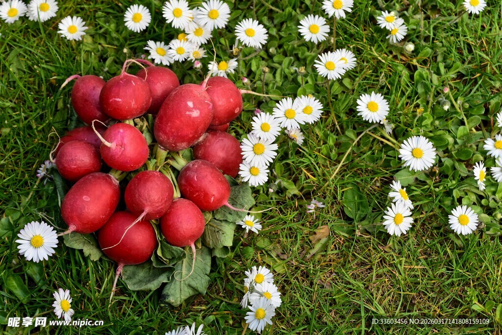 草地上的新鲜红皮萝卜