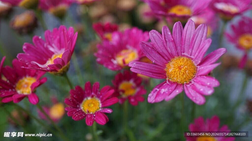 艳丽粉色雏菊绽放