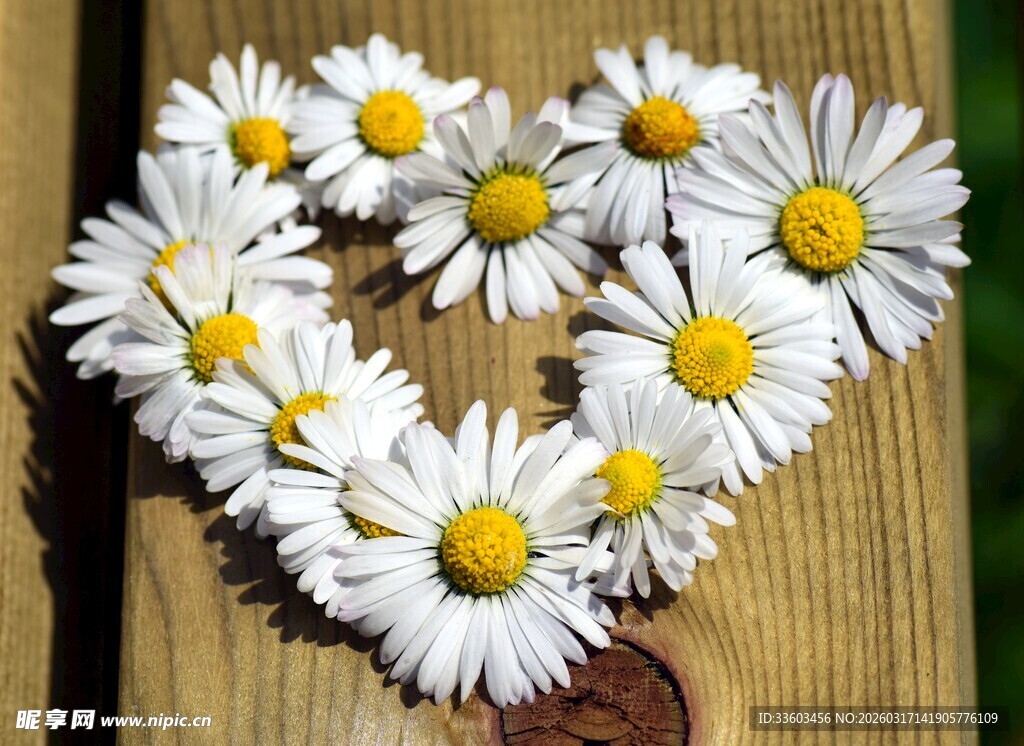 雏菊拼成的心形图案