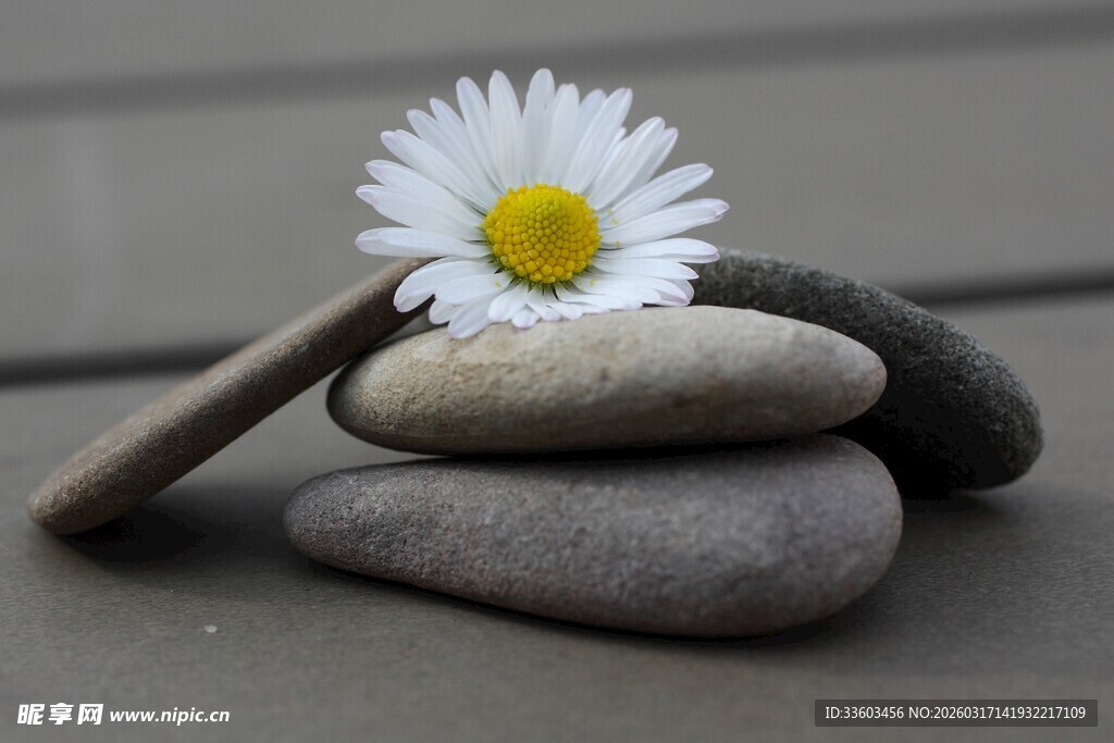 雏菊搭石