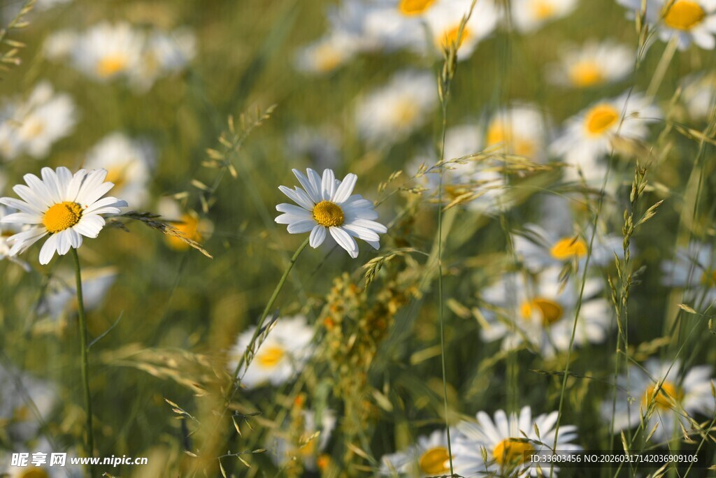雏菊盛放的烂漫花田