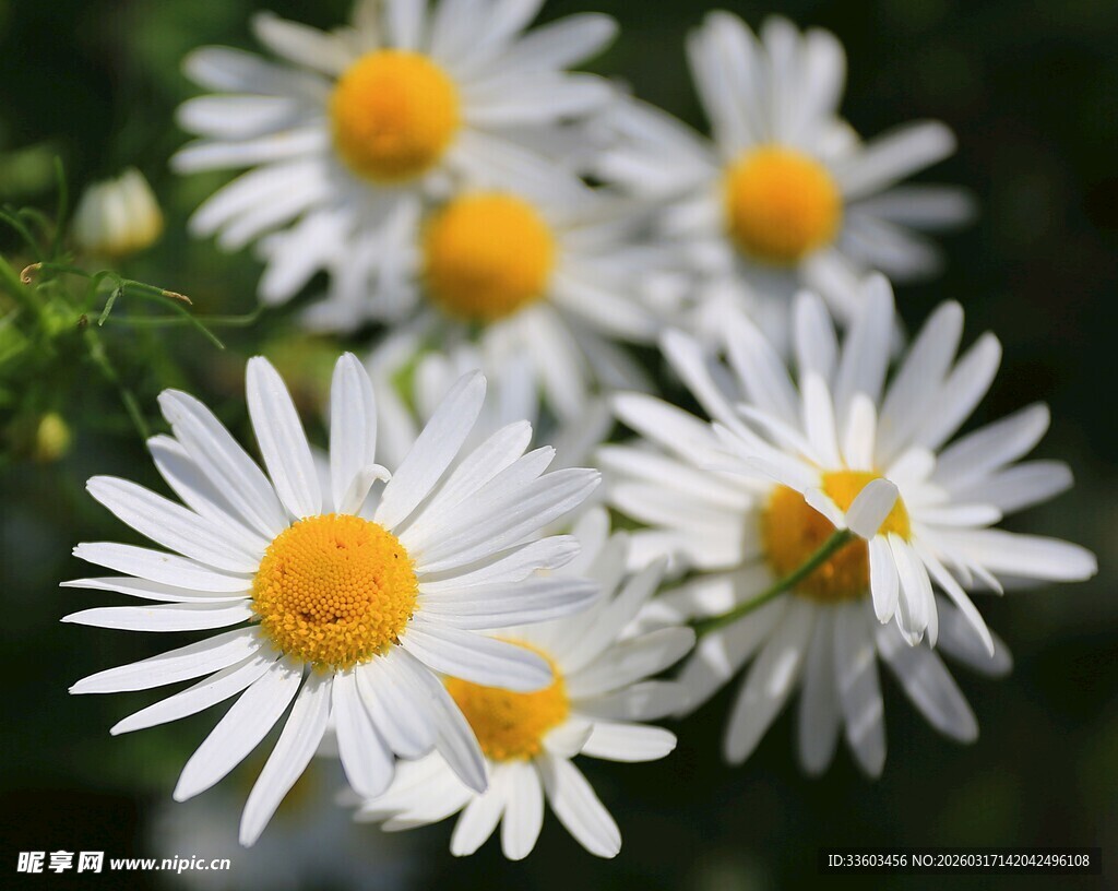 清新小白菊绽放