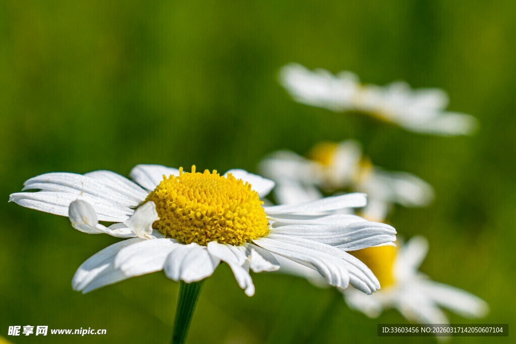 清新雏菊绽于绿野