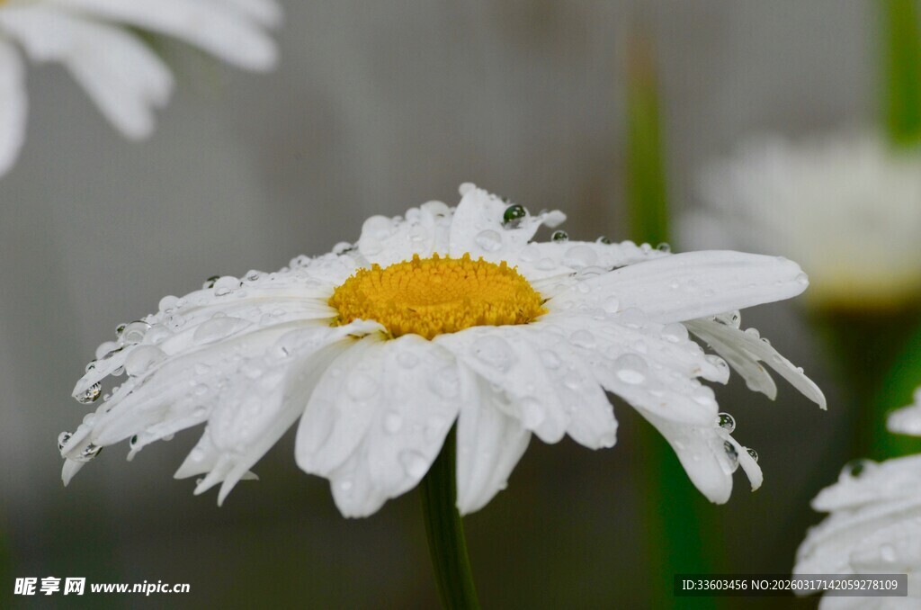 带露珠的白色雏菊