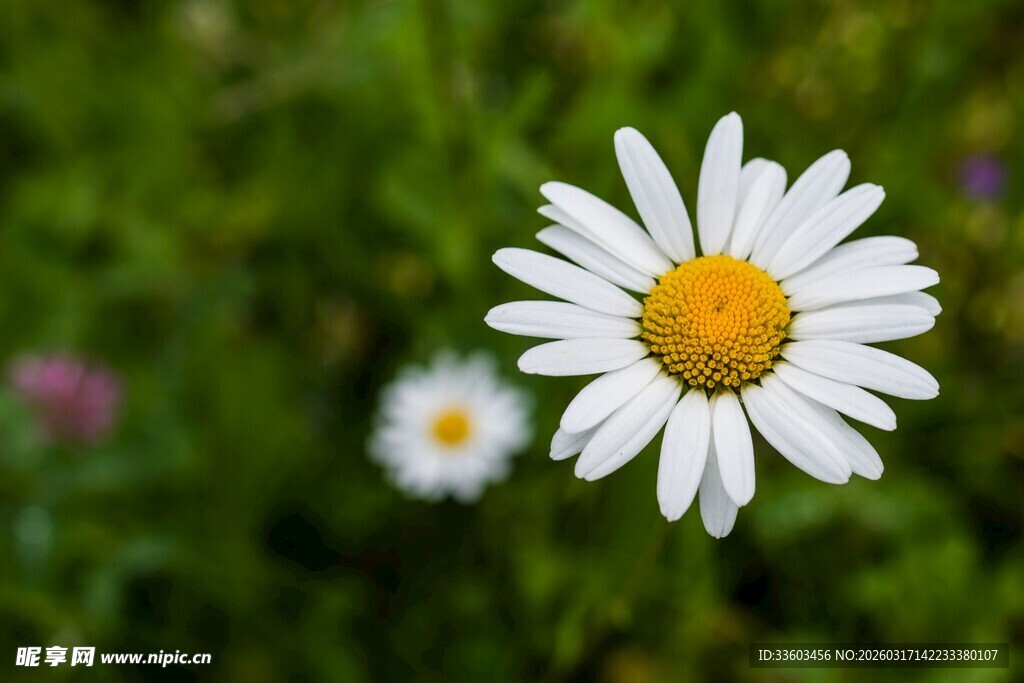 白色雏菊绽放于绿意间