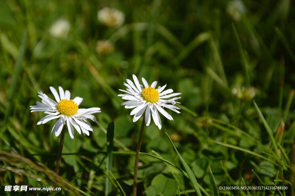 草地上的两朵小白雏菊