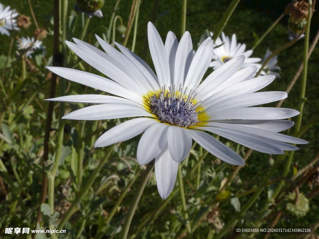 白色雏菊绽放于草丛间
